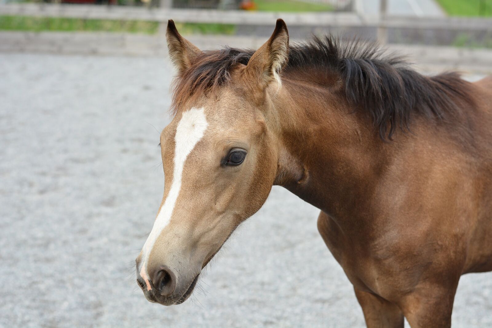 Nikon D7100 sample photo. Foal, horse, young horse photography