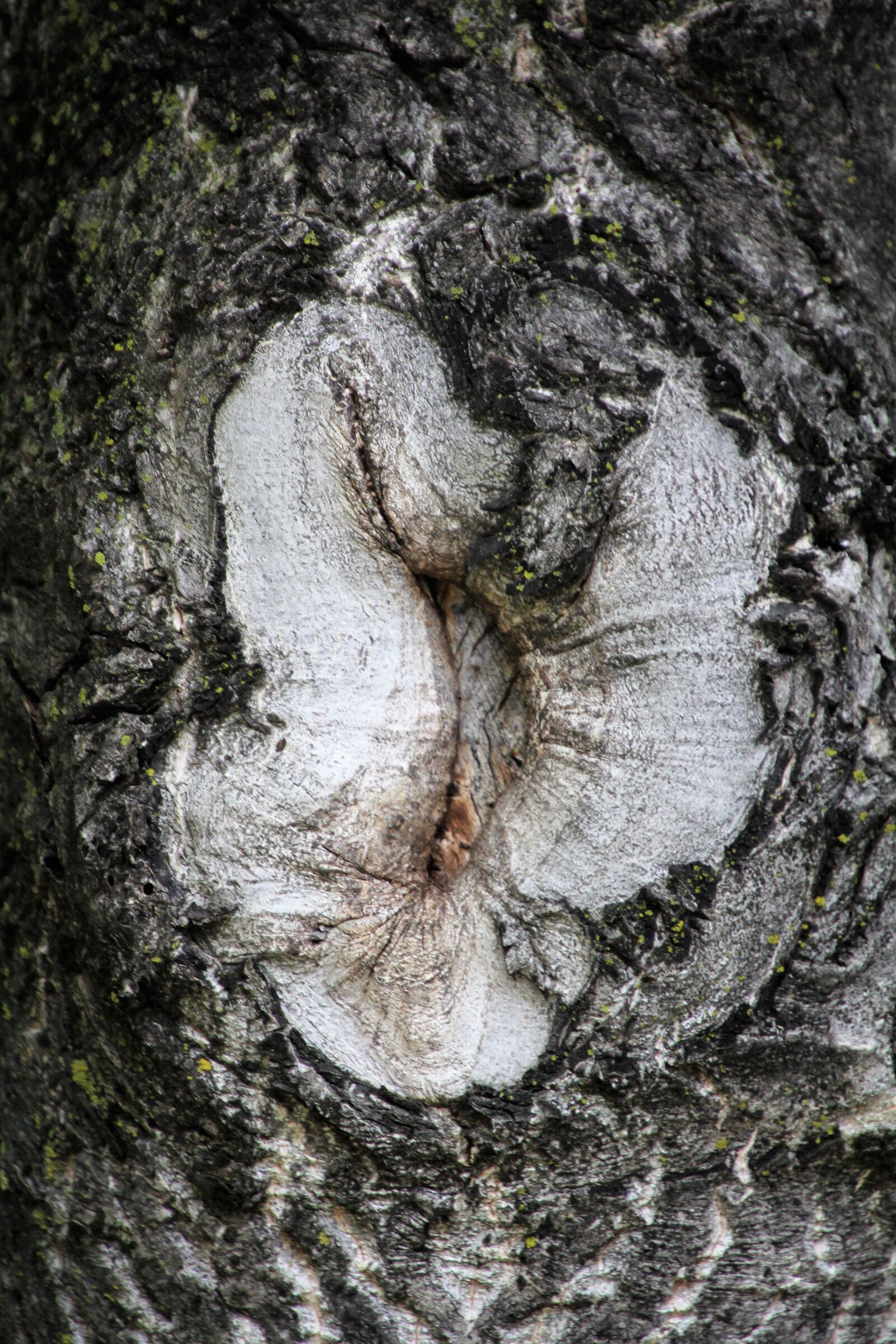 Canon EOS 60D sample photo. Tree, log, tree bark photography