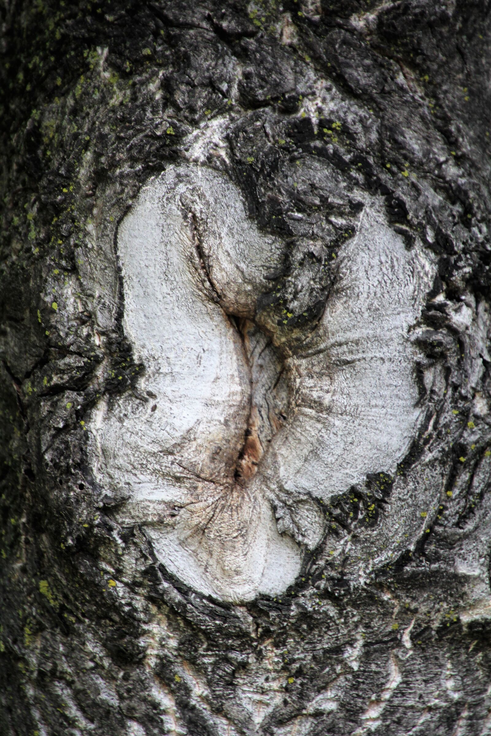 Canon EOS 60D + Tamron 16-300mm F3.5-6.3 Di II VC PZD Macro sample photo. Tree, log, tree bark photography