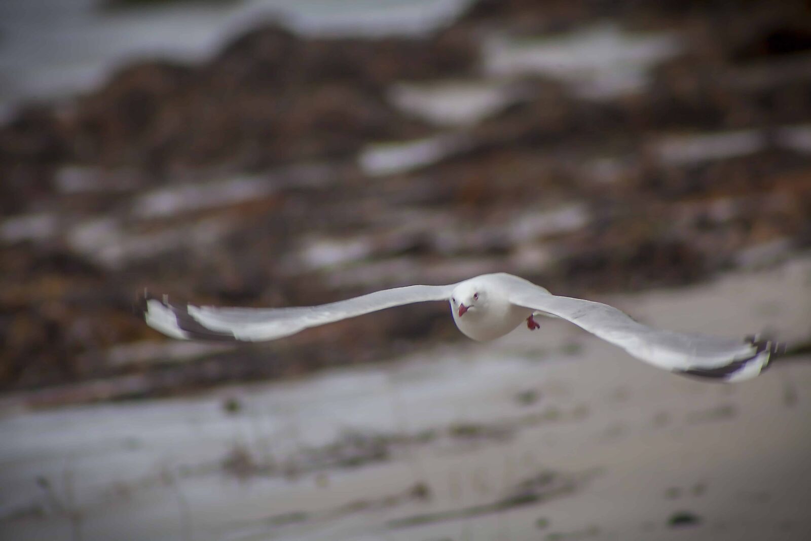 Canon EF 75-300mm f/4-5.6 sample photo. Seagull, flight, wildlife, nature photography