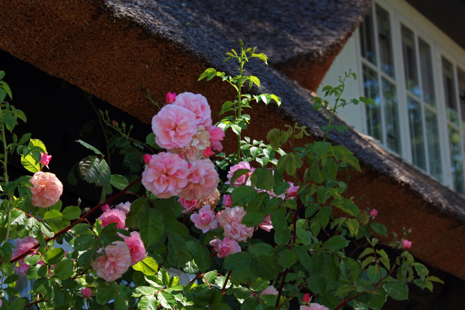 Canon EOS 700D (EOS Rebel T5i / EOS Kiss X7i) sample photo. Rosebush, front yard, thatched photography