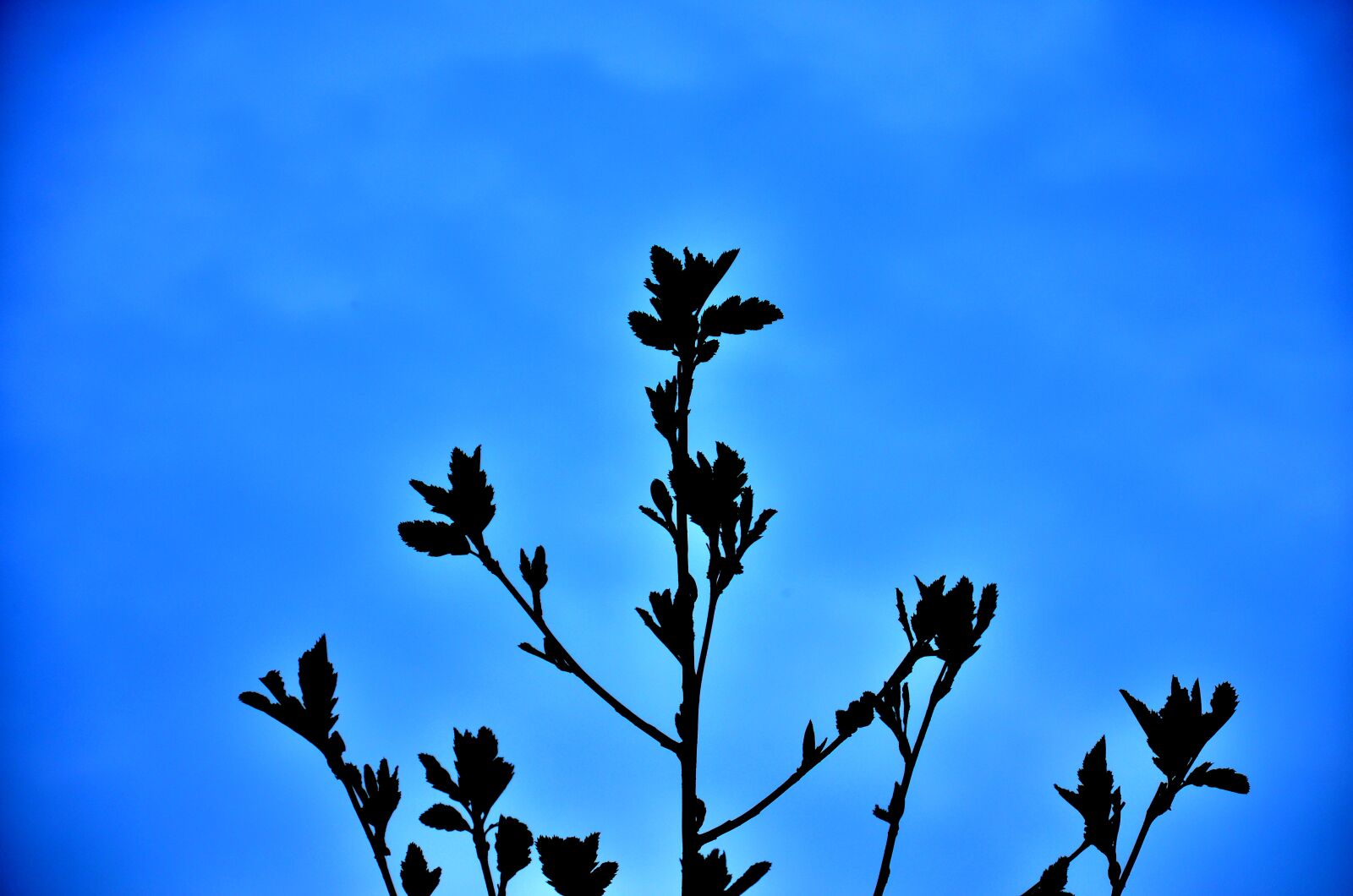 Nikon D5100 sample photo