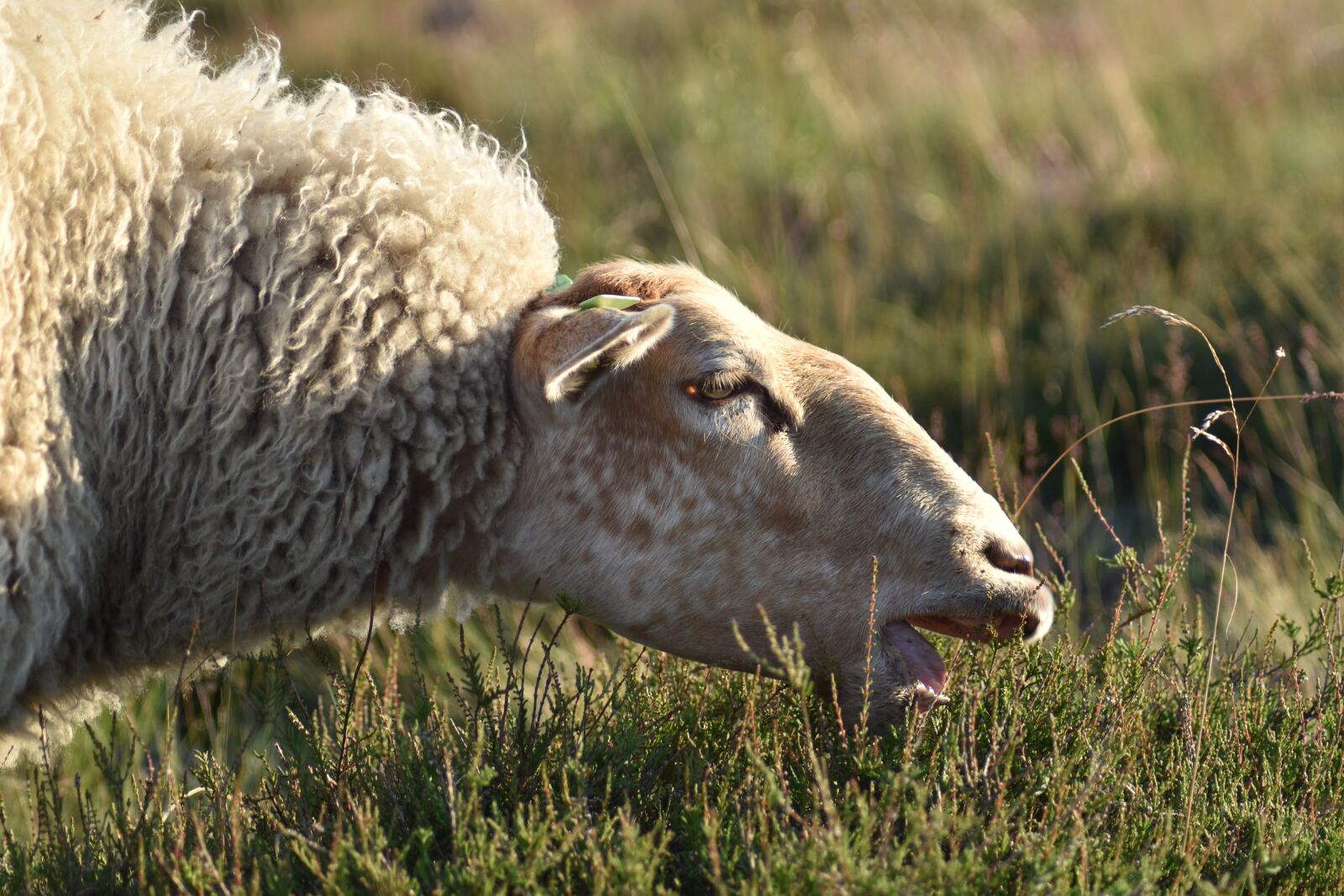 Nikon D3500 sample photo. Heide, sheep, browser photography