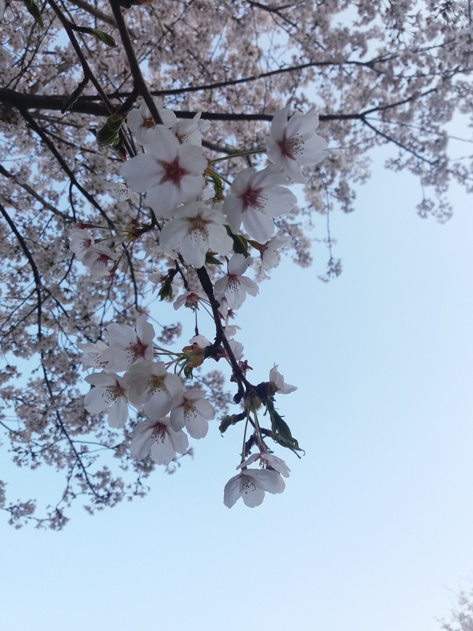 Samsung Galaxy J5(2016) sample photo. Cherry blossom, spring, sky photography