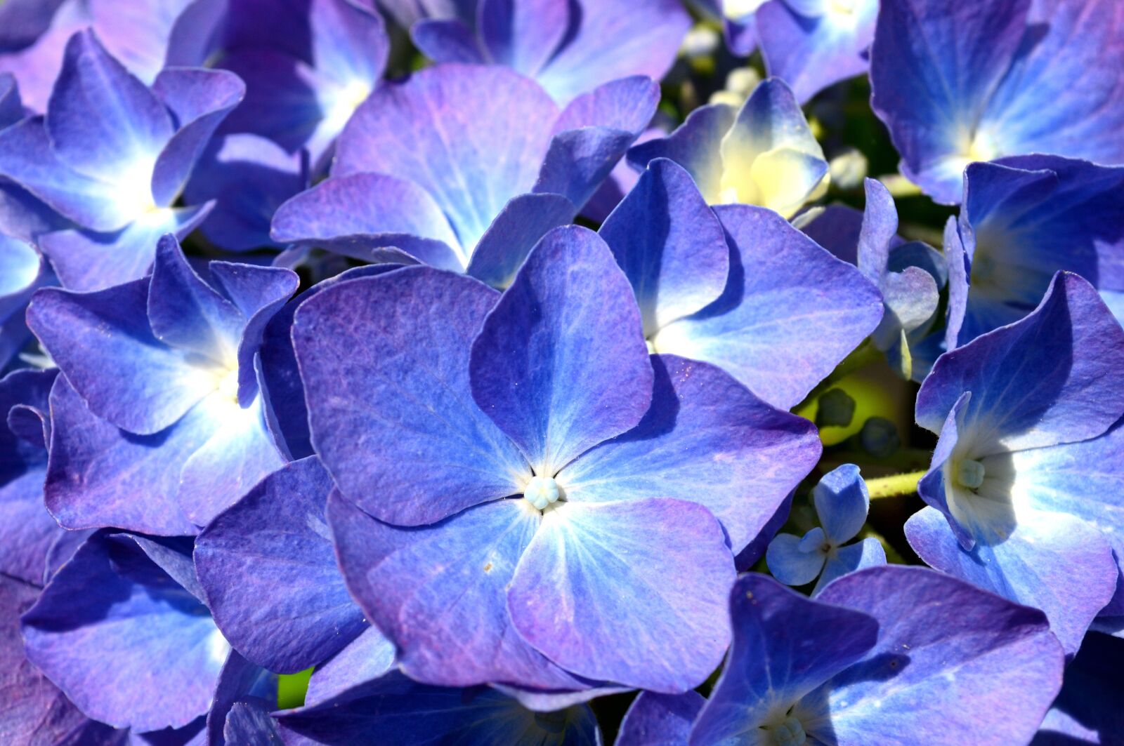 Nikon D5000 sample photo. Blue, hydrangea, flower photography