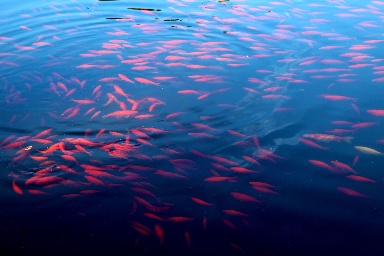 Canon EOS 700D (EOS Rebel T5i / EOS Kiss X7i) sample photo. Fish, lake, swarm photography