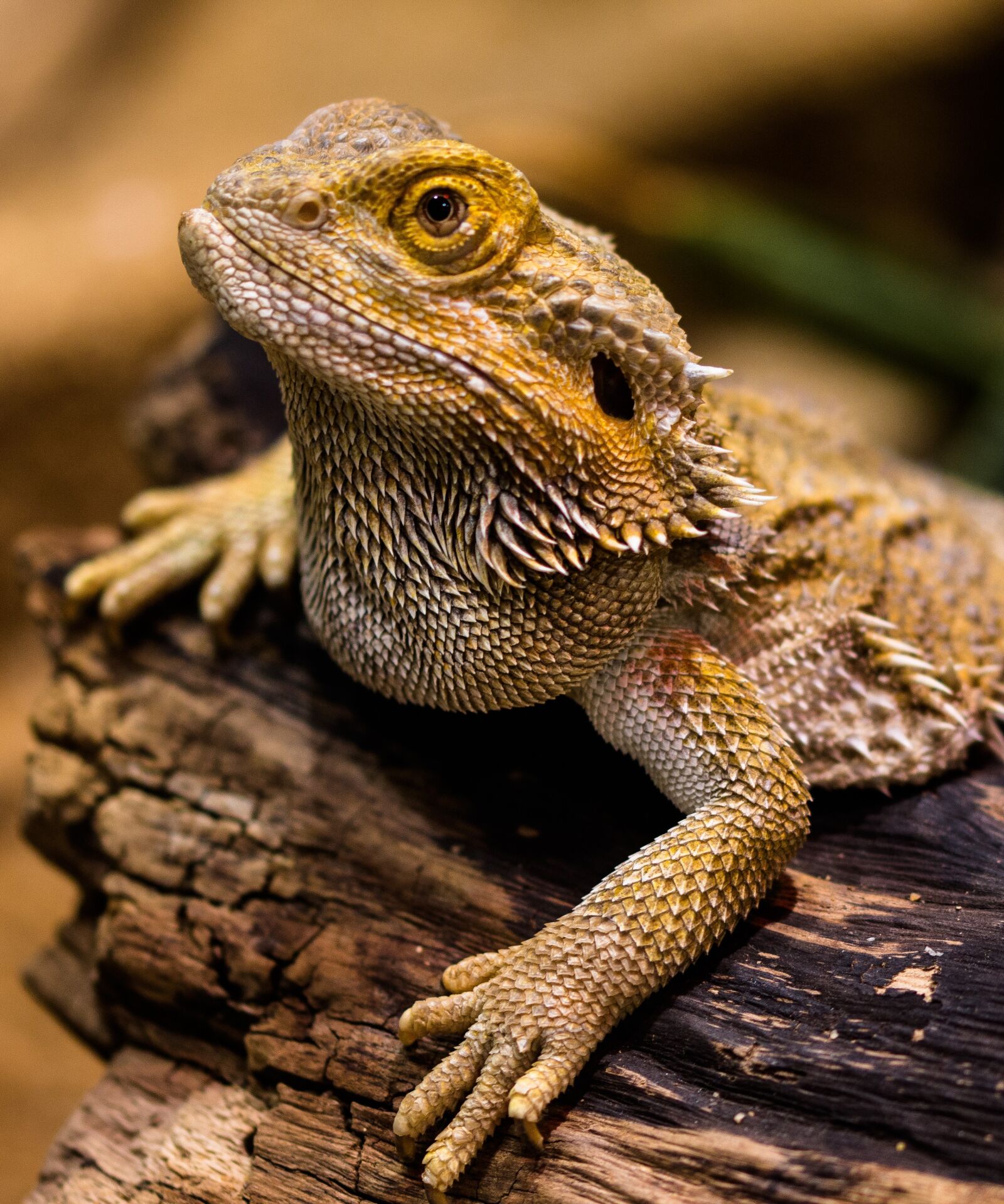 Canon EOS 70D sample photo. Lizard, agame, reptile photography