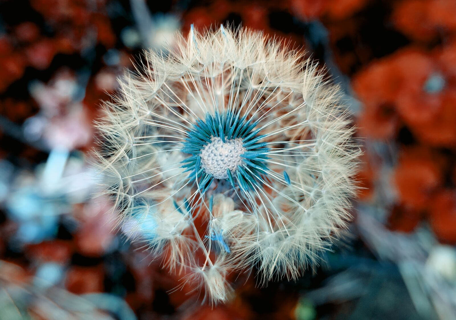 Sony DSC-RX100M5 sample photo. Dandelion, plant, close up photography