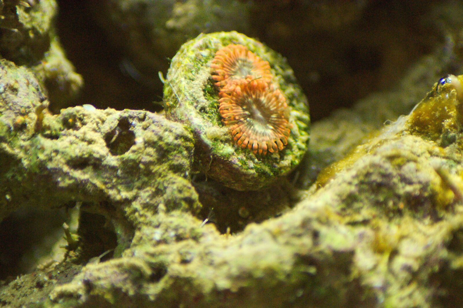 Nikon D5000 sample photo. Zoa, coral, saltwater photography