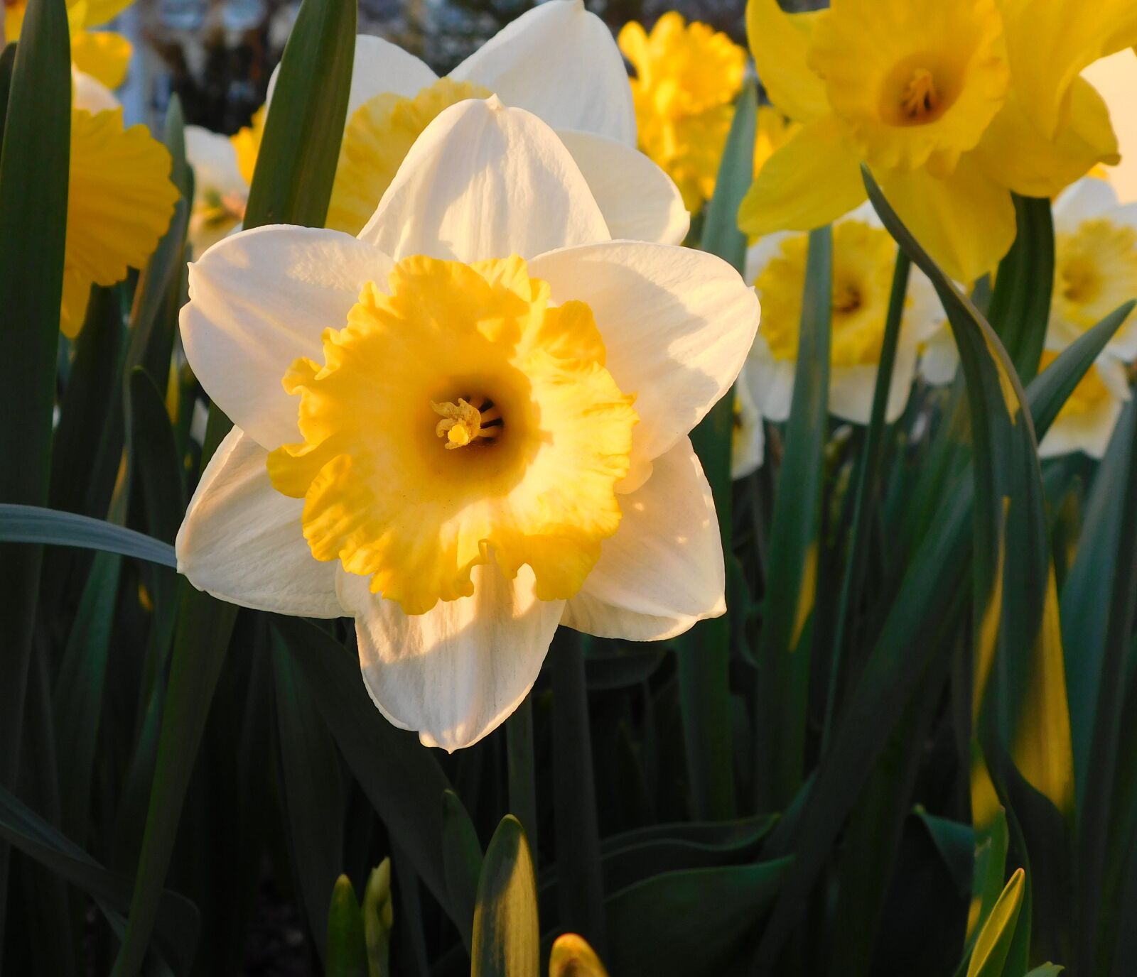Nikon Coolpix L840 sample photo. Narcissus, yellow-white narcissus, white photography
