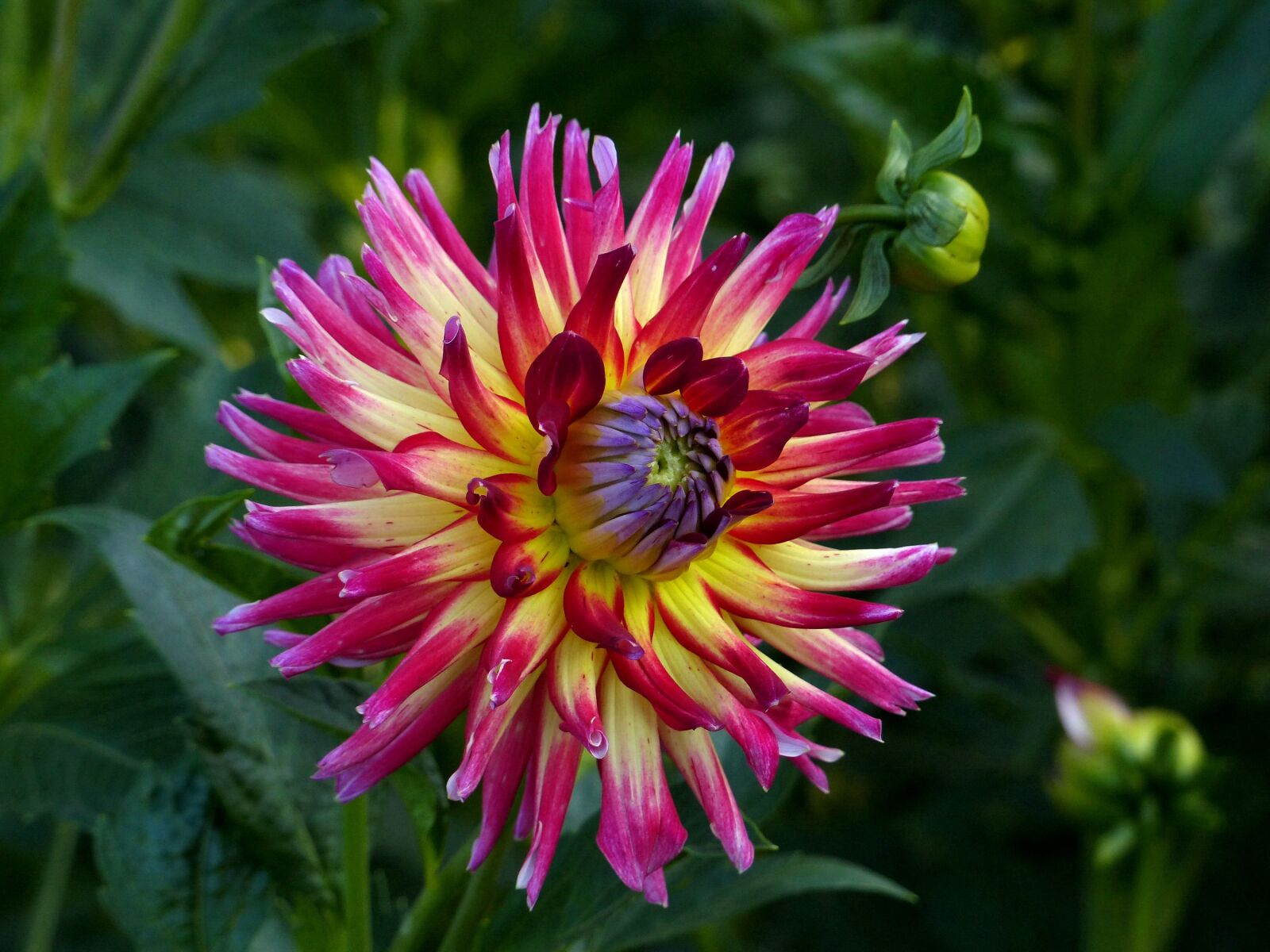 Panasonic Lumix DMC-FZ200 sample photo. Dahlia, flower, beautiful photography