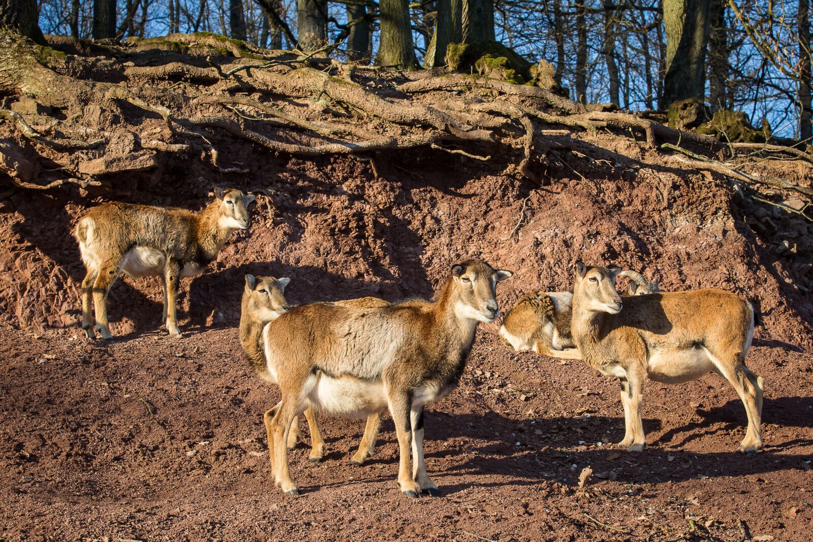 Canon EOS 5D Mark III sample photo. Mouflon, sheep, winter fur photography