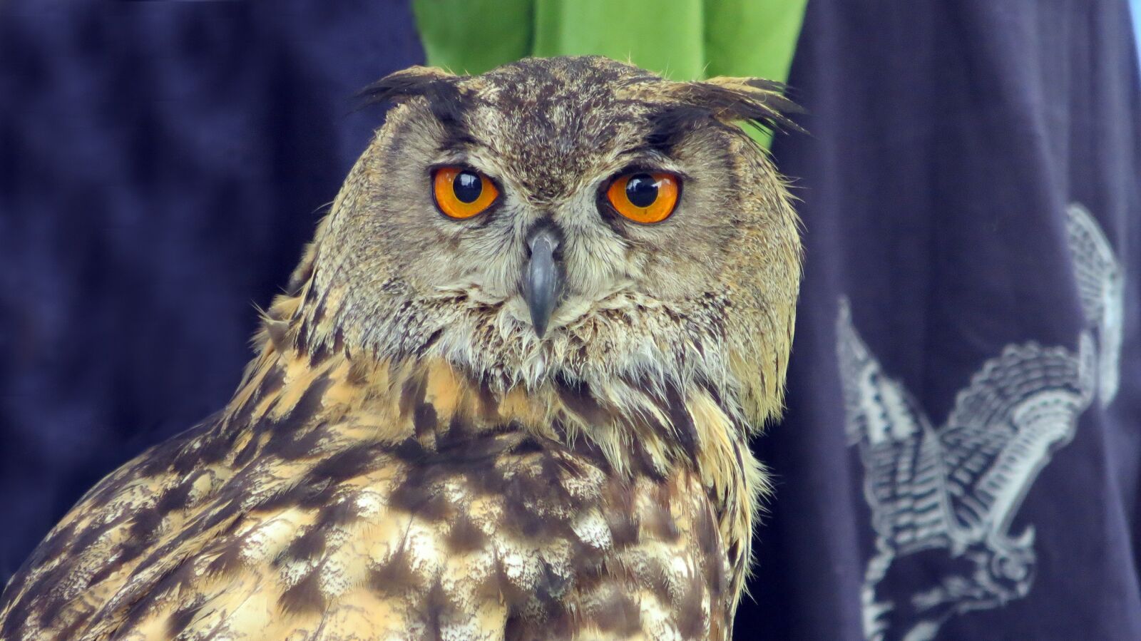 Canon PowerShot SX240 HS sample photo. Raptor, owl, eagle owl photography
