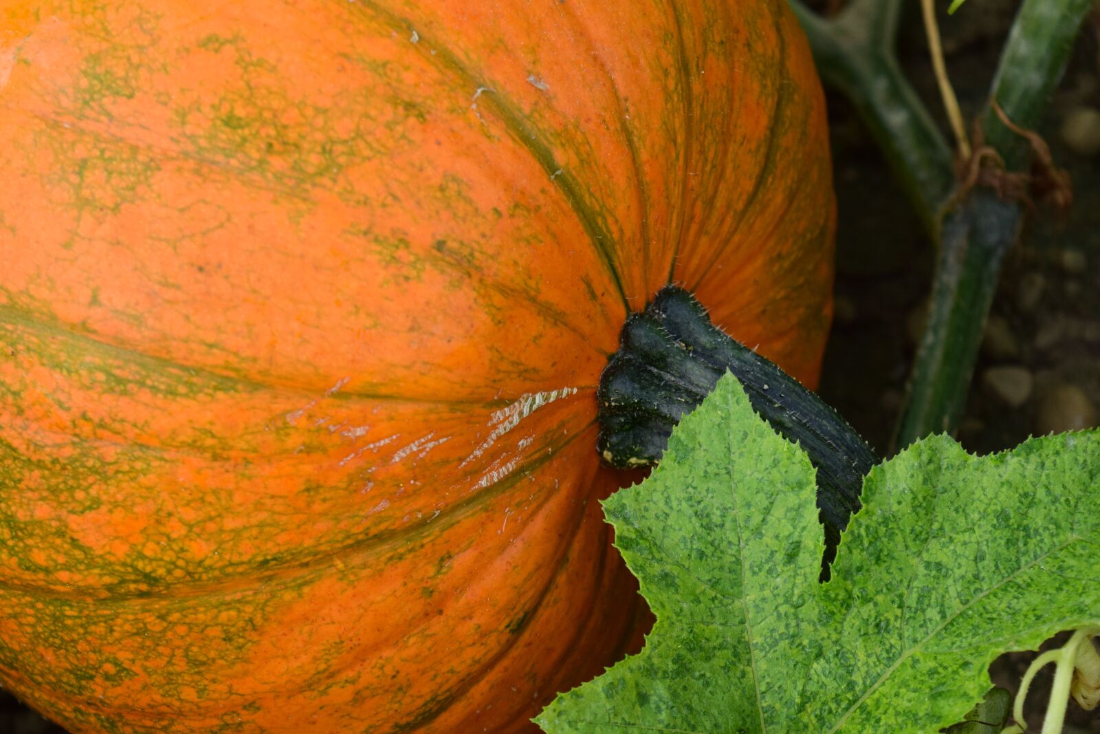 Nikon D3300 sample photo. Pumpkin, close up, autumn photography