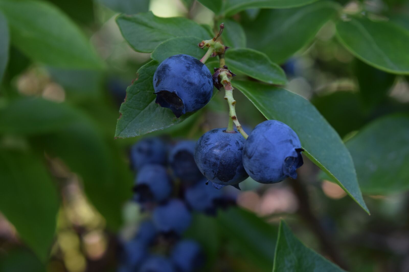 Nikon D3300 sample photo. Blueberries, fruit, blueberry photography