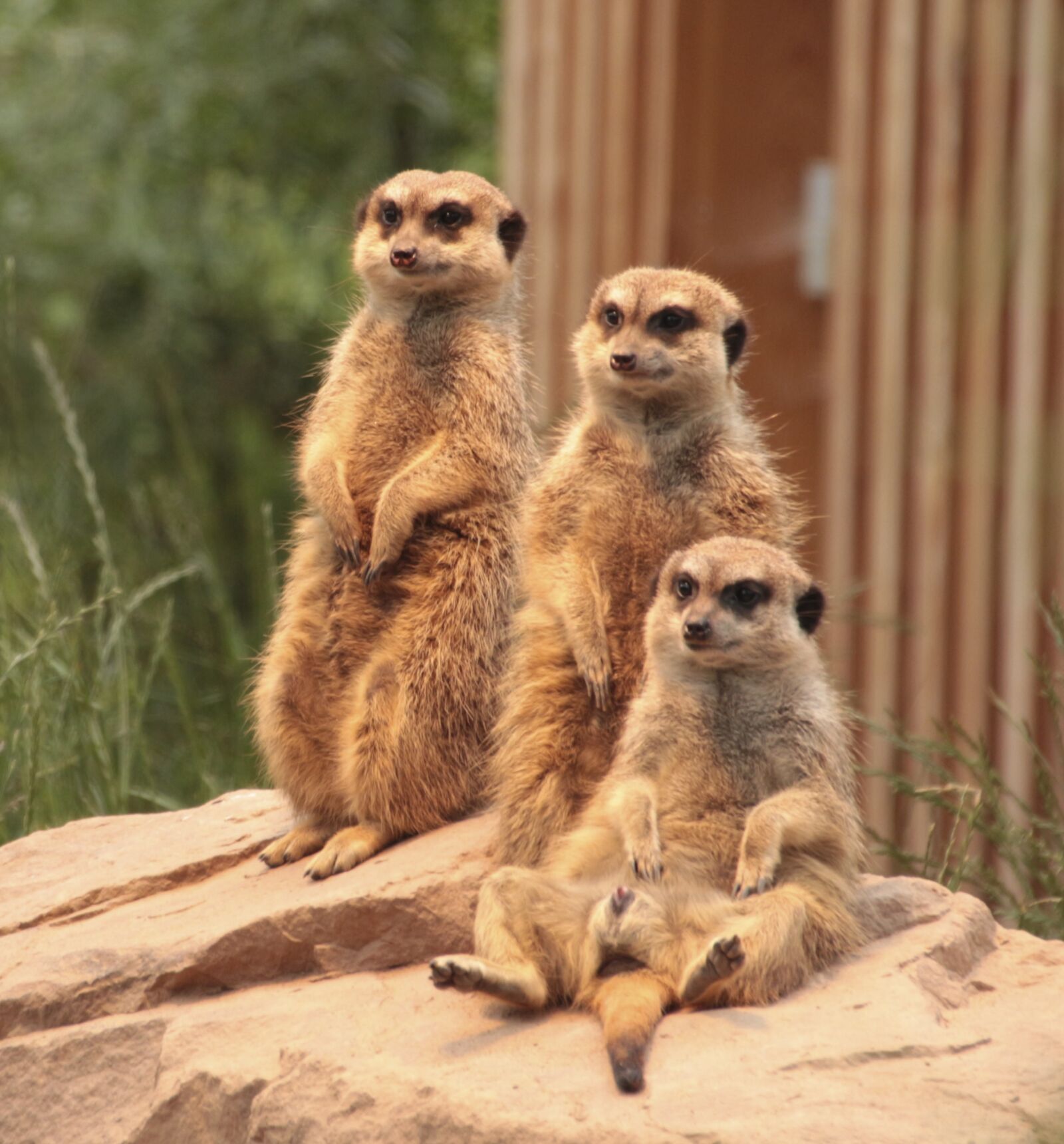 Canon EOS 650D (EOS Rebel T4i / EOS Kiss X6i) sample photo. Meerkat, family, zoo photography