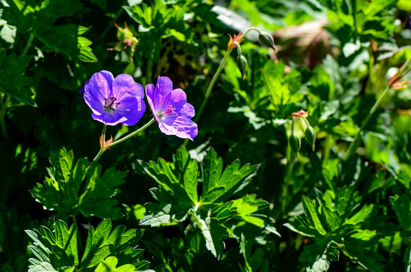 Nikon D7000 sample photo. Cranesbill, garden, nature photography