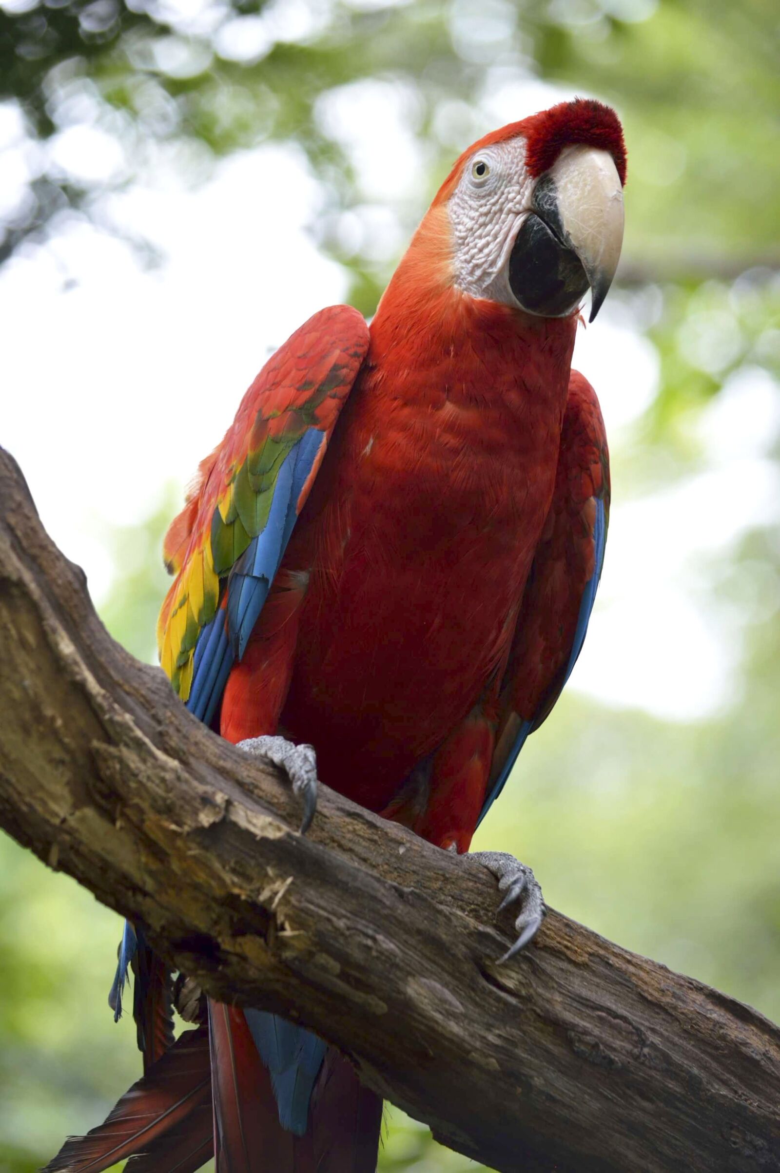 Nikon D3200 sample photo. Macaw, parrot, ave photography