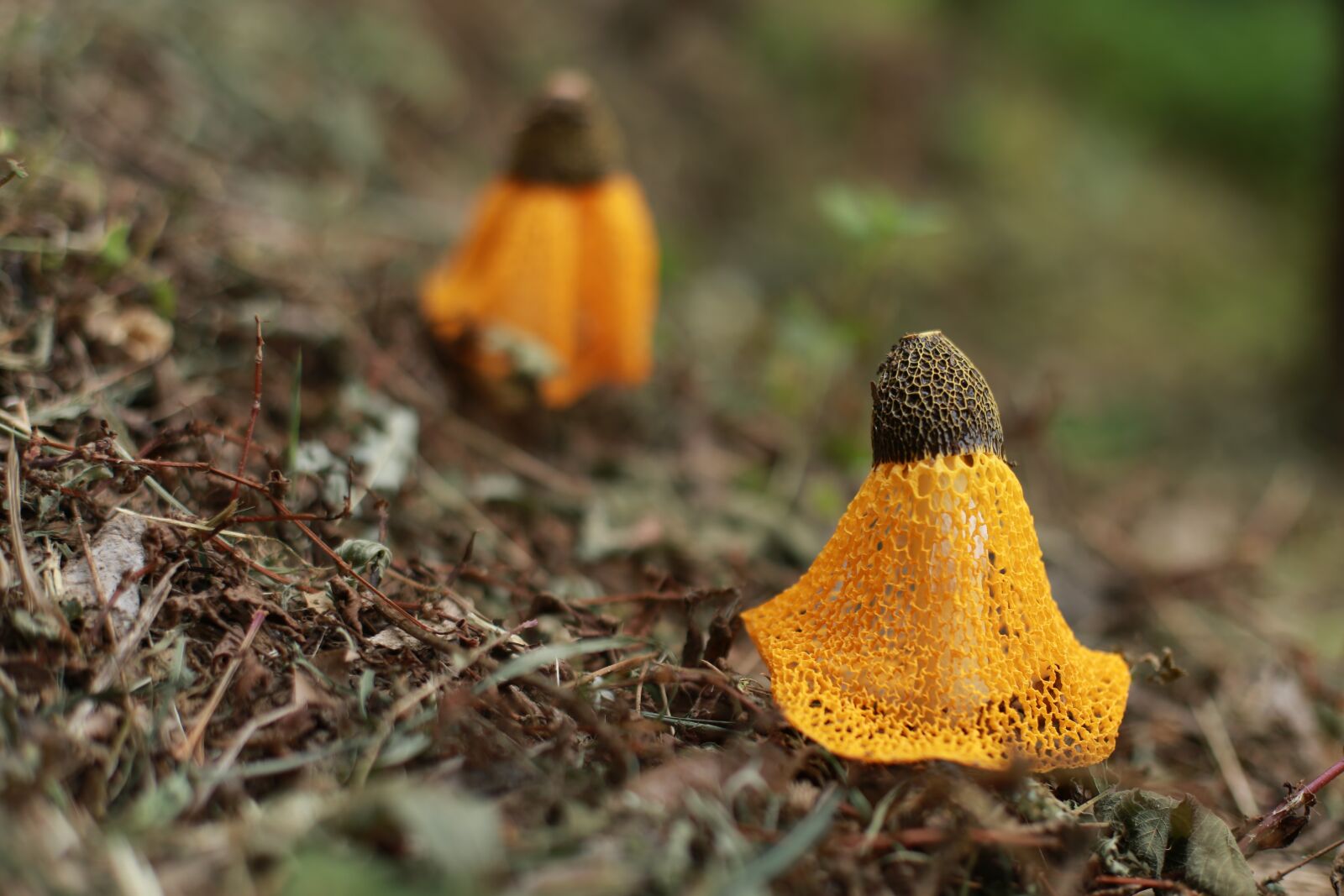 Canon EOS 6D + Canon EF 50mm F1.4 USM sample photo. Mushroom, nature, yellow photography
