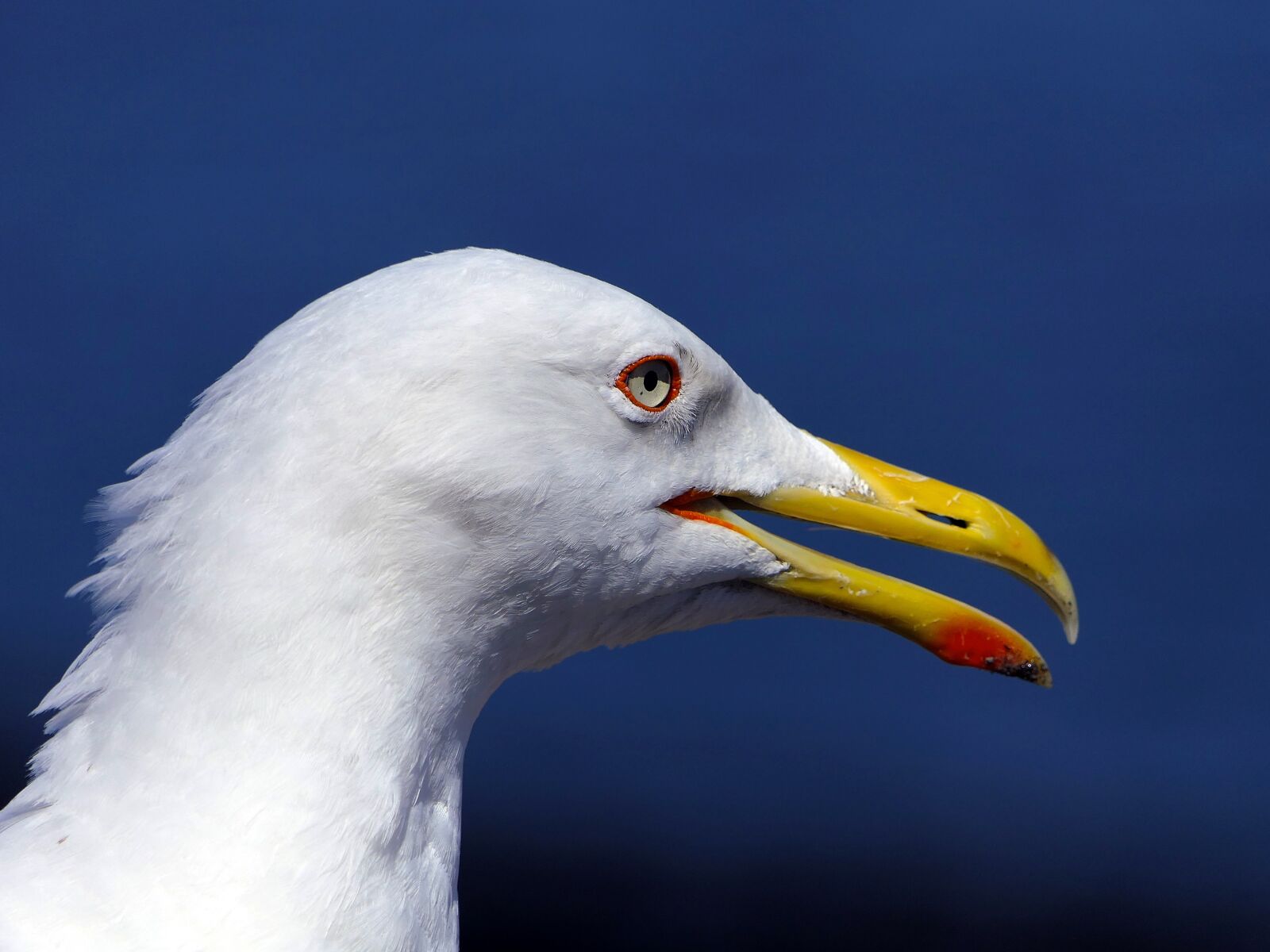 Panasonic Lumix DMC-FZ2500 (Lumix DMC-FZ2000) sample photo. Gull, head, portrait photography