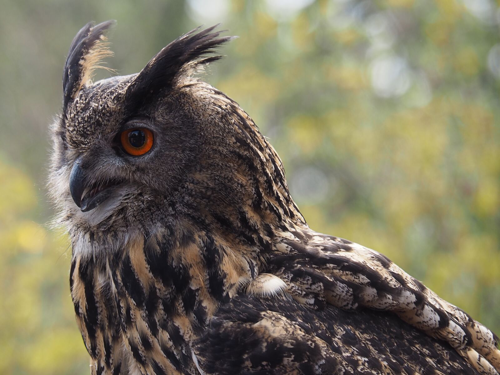 Olympus OM-D E-M5 II sample photo. Owl, predator, feather photography