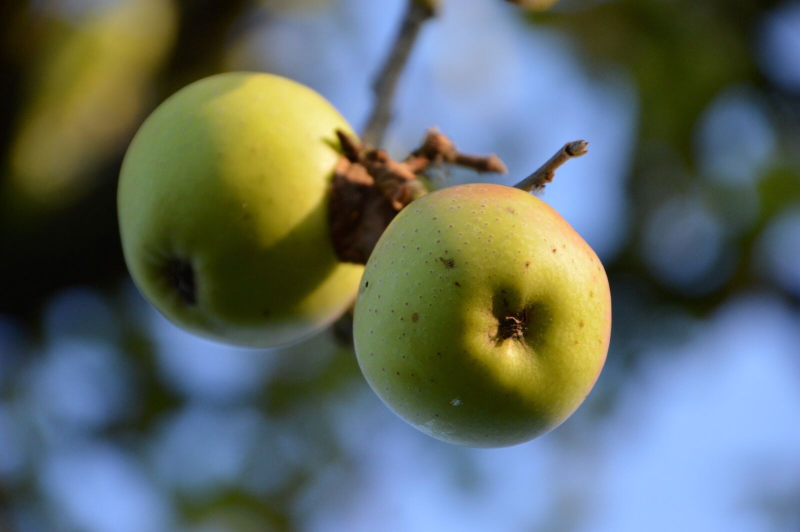 Nikon D3200 sample photo. Apple, fruit, vitamins photography