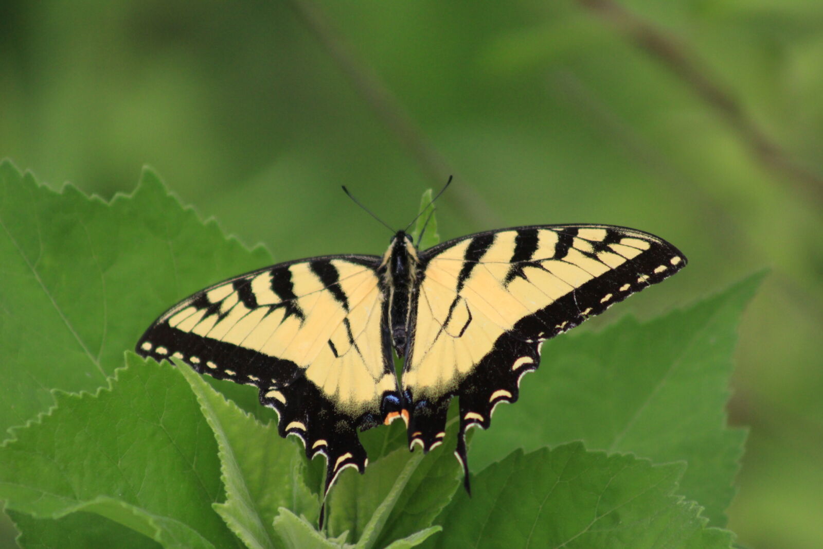 Canon EF 75-300mm f/4-5.6 sample photo. Bugs, butterfly, insects, nature photography