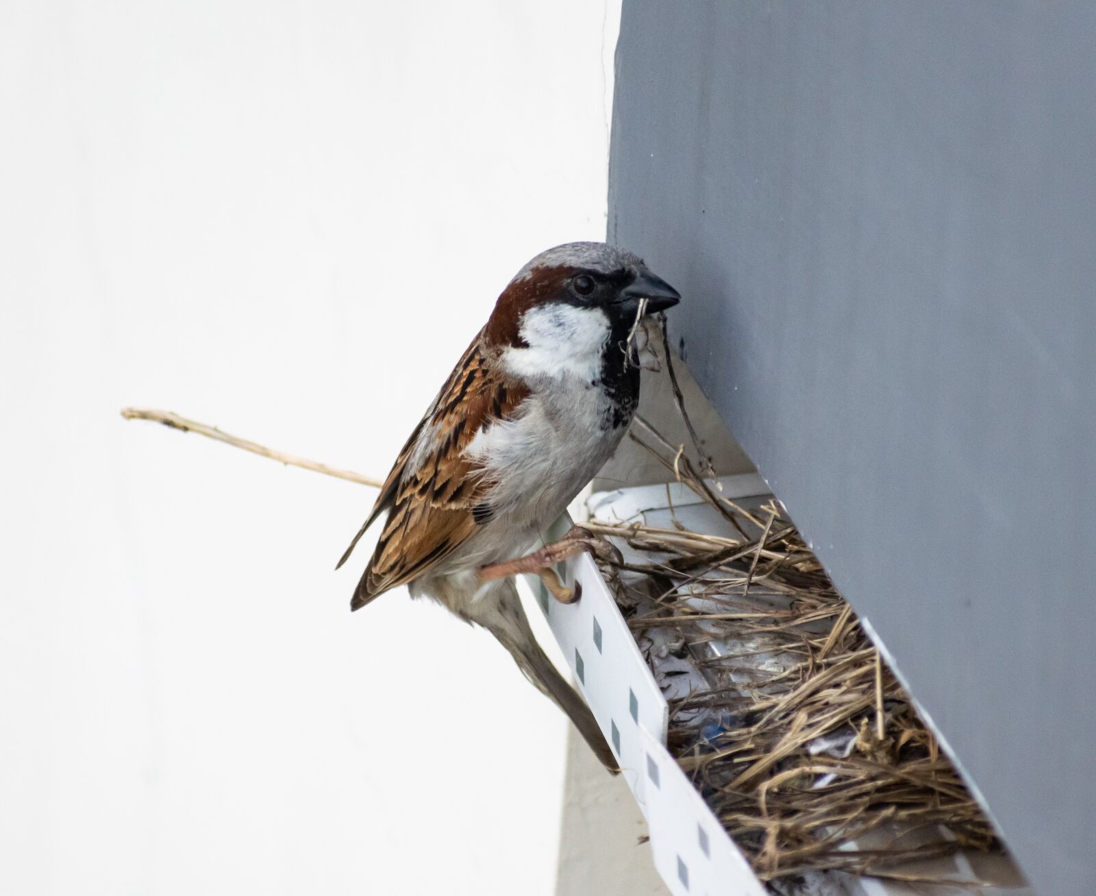 Nikon D3300 sample photo. Male sparrow, house sparrow photography