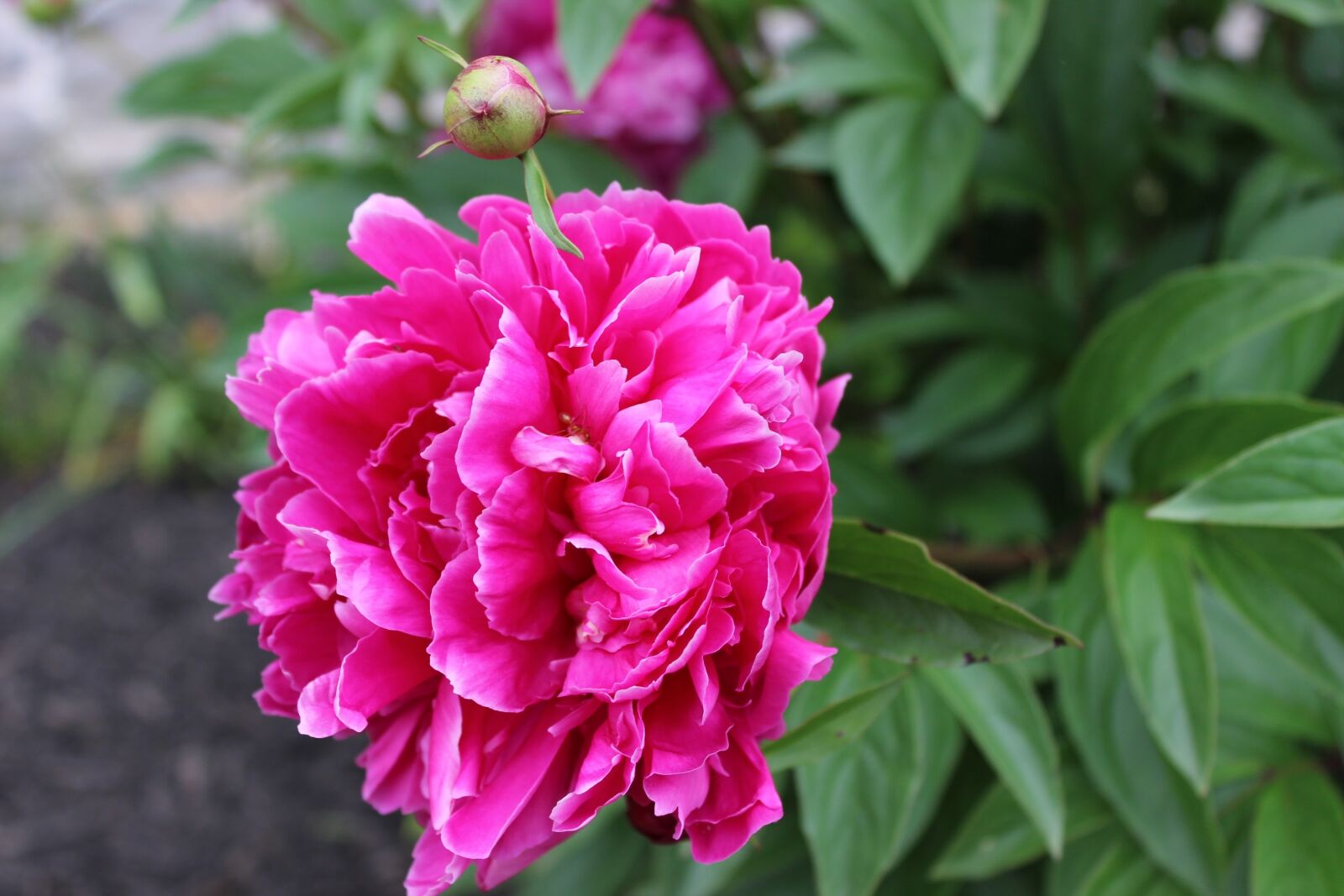 Canon EOS 600D (Rebel EOS T3i / EOS Kiss X5) sample photo. Pink, peony, flower photography