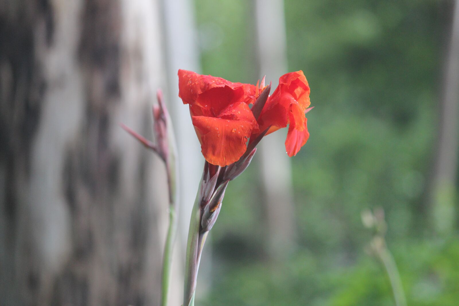 Canon EOS 600D (Rebel EOS T3i / EOS Kiss X5) sample photo. Flower, nature, design photography