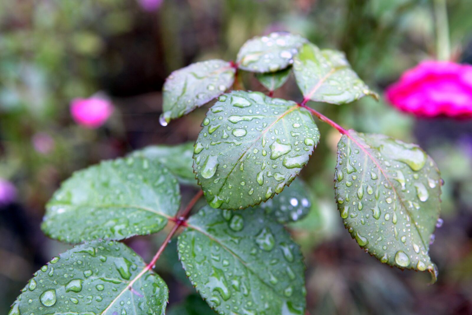 Canon EOS 5D Mark II sample photo. Rain, drops, plant photography