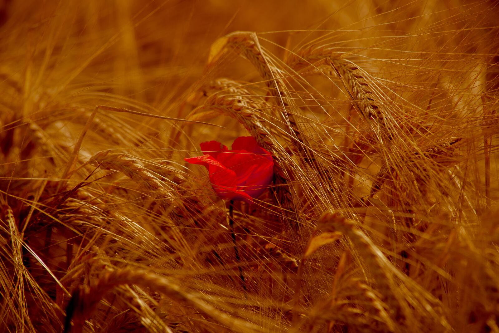 Canon EF 70-300mm F4-5.6 IS USM sample photo. Barley, summer barley, cereals photography