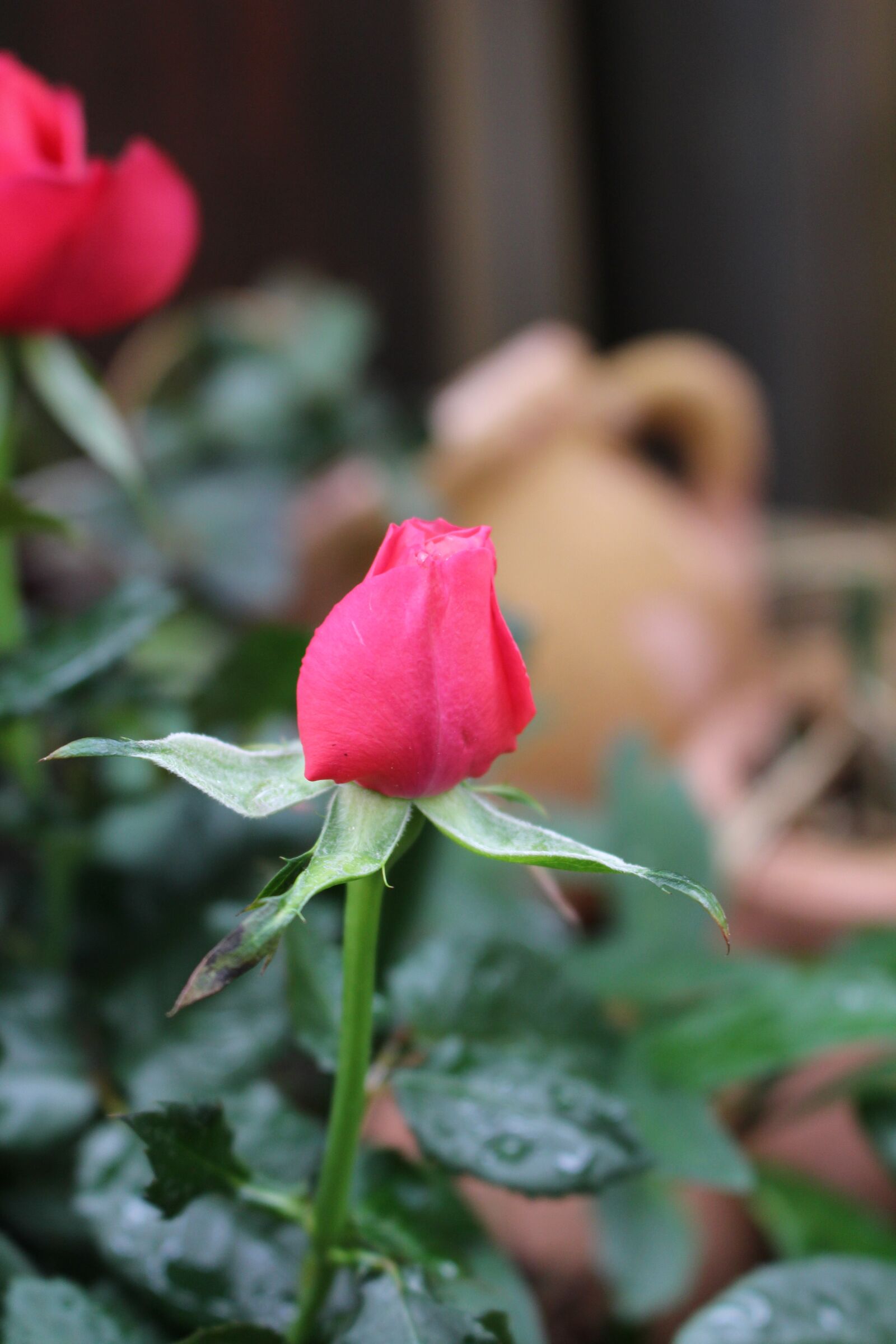 Canon EOS 100D (EOS Rebel SL1 / EOS Kiss X7) sample photo. Rose garden, flowers, plant photography