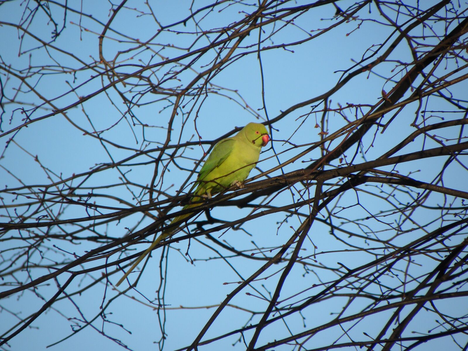 Nikon Coolpix P90 sample photo. Parakeet, bird, amsterdam photography