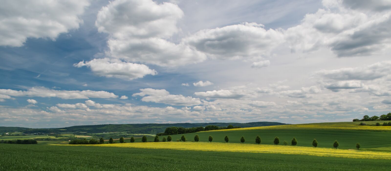Nikon D5500 sample photo. Sky, clouds, oilseed rape photography