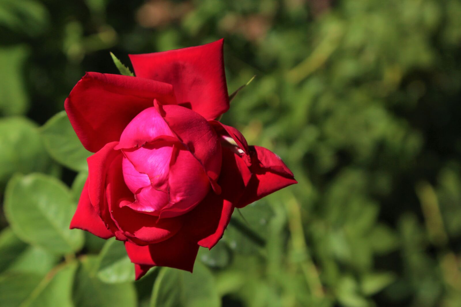 Canon EOS 5D Mark III sample photo. Rose, nature, spring photography