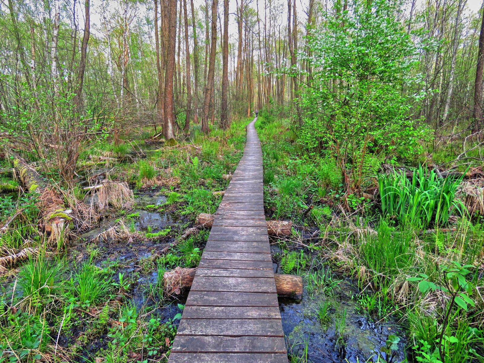 Canon PowerShot SX60 HS sample photo. Forest, footbridge, wetlands photography