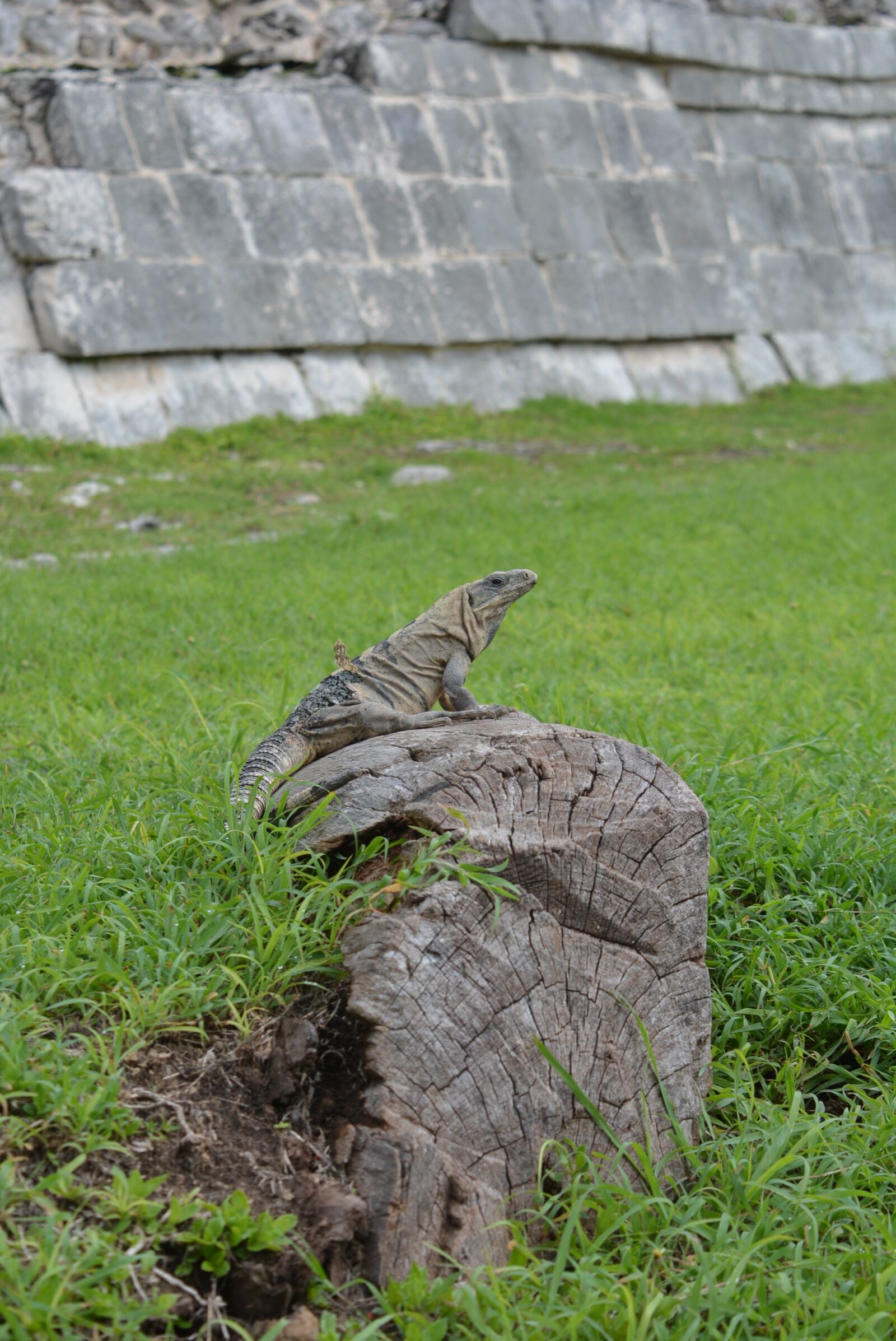 Nikon D5200 sample photo. Kukulcan, chichen, itza photography