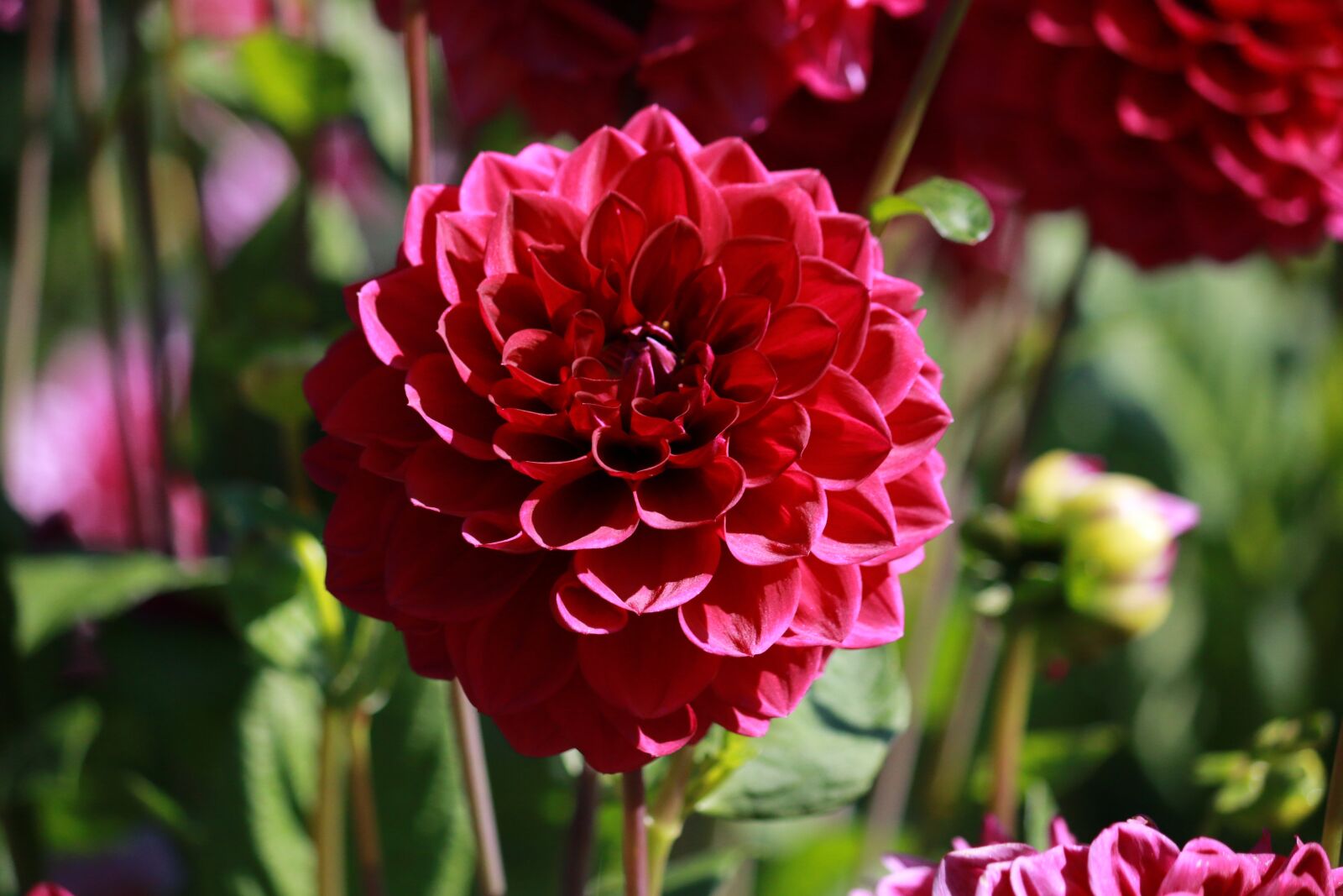 Canon EOS 70D sample photo. Flower, blossom, bloom photography
