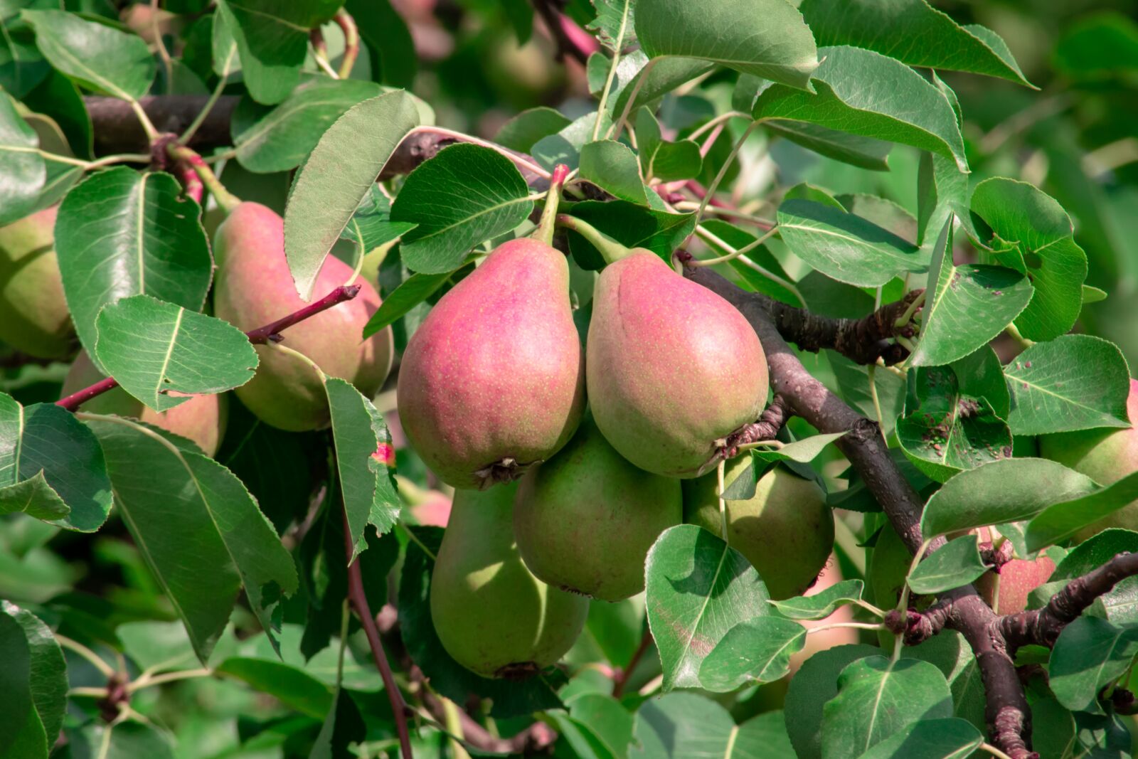 Nikon D3300 sample photo. Fruit, tree, pear photography
