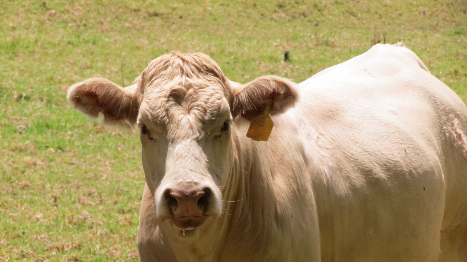 Canon PowerShot SX40 HS sample photo. Cow, ranch, animal photography
