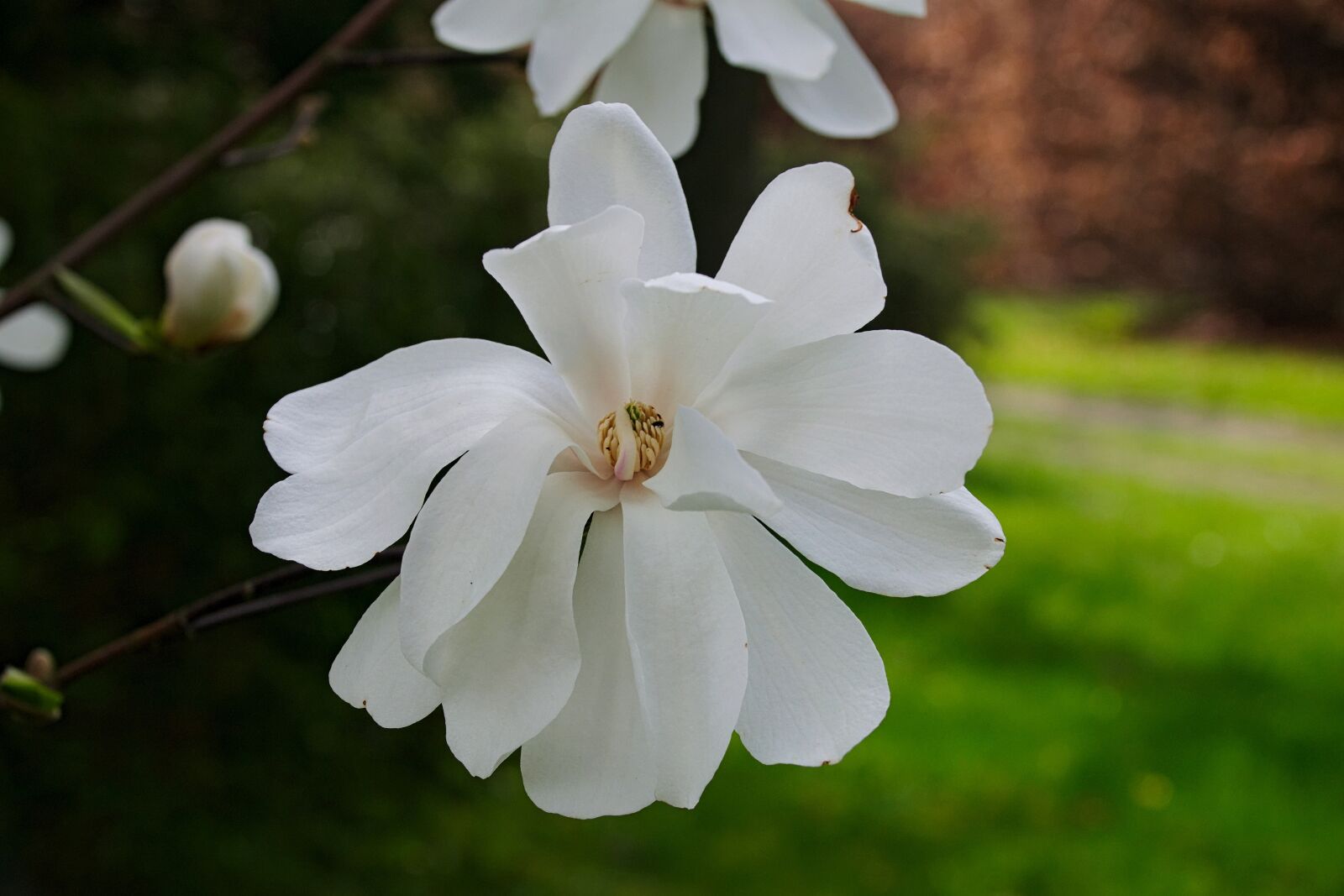 Nikon D3300 sample photo. Magnolias, white magnolia, magnolia photography