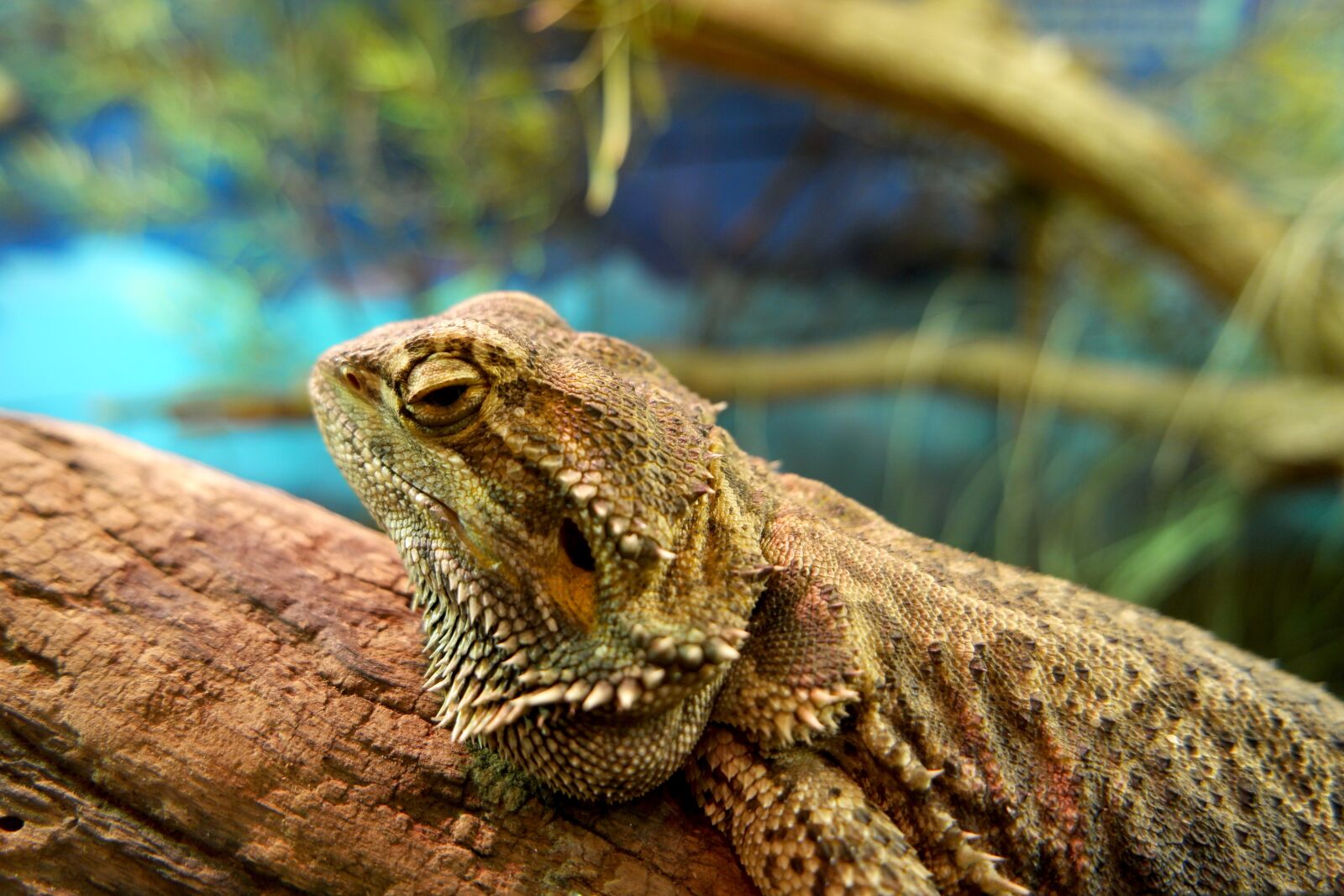 Samsung NX500 sample photo. Lizard, reptile, animal photography