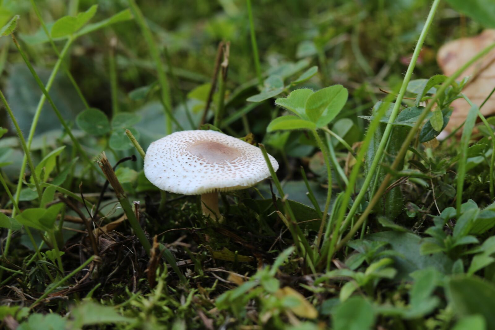 Canon EOS 750D (EOS Rebel T6i / EOS Kiss X8i) sample photo. Mushroom, garden, nature photography