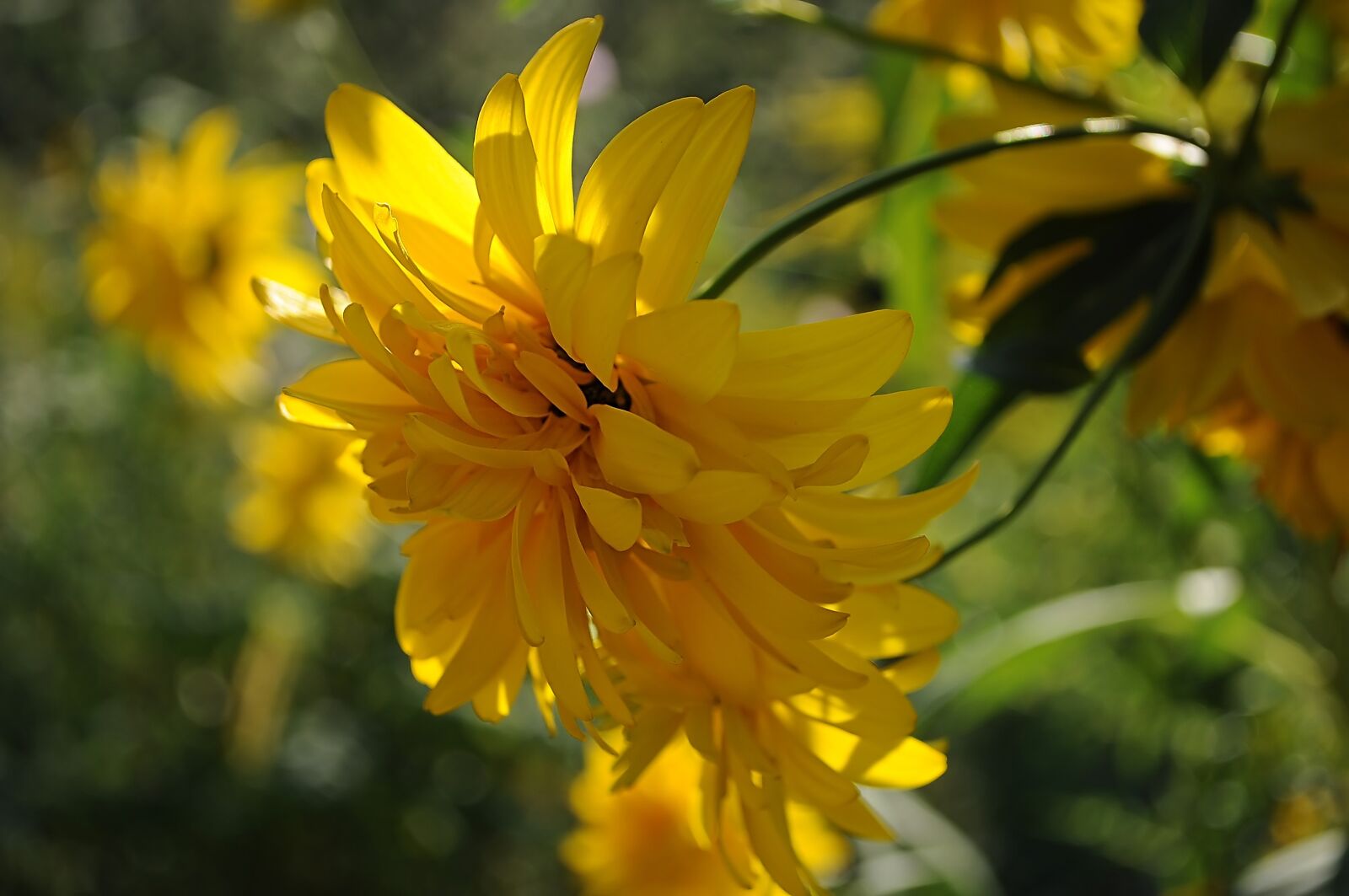 Nikon D90 sample photo. Flowers, yellow, flower photography