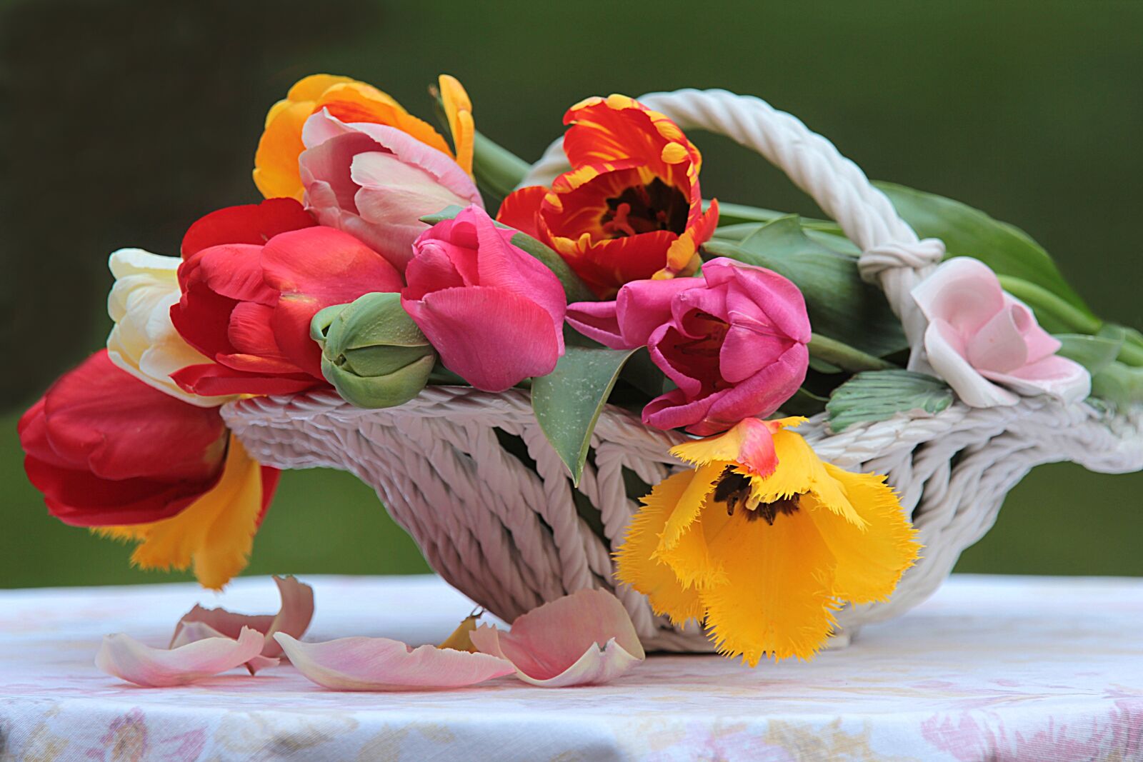Canon EOS 550D (EOS Rebel T2i / EOS Kiss X4) sample photo. Still life, flower, tulip photography