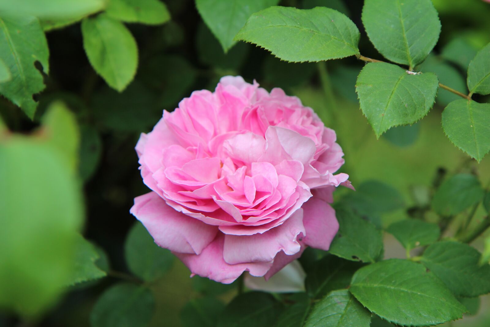 Canon EOS 600D (Rebel EOS T3i / EOS Kiss X5) sample photo. Pink, roses, pink rose photography