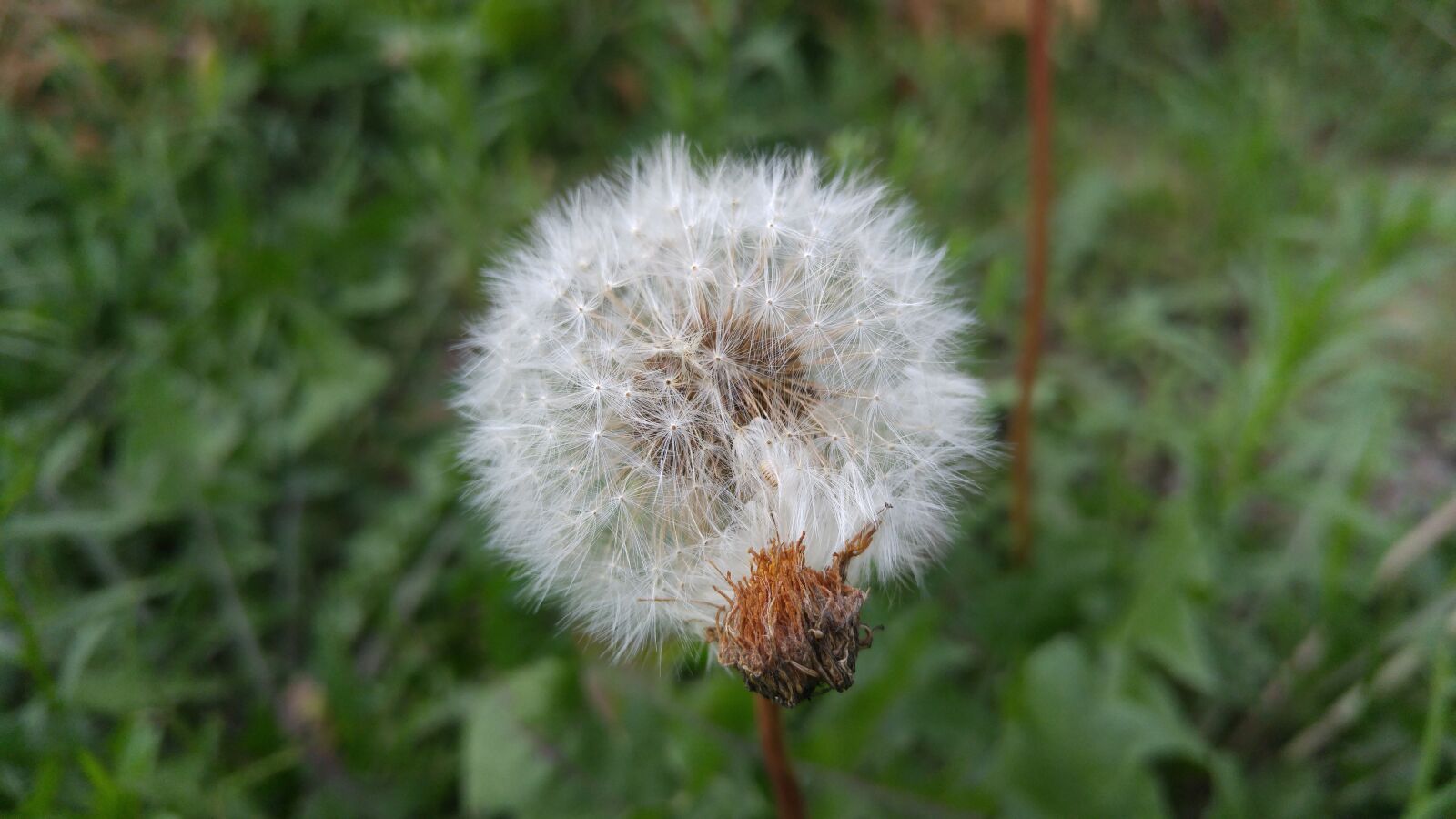 LG G4 sample photo. Tsvit, kulbaby, beauty photography