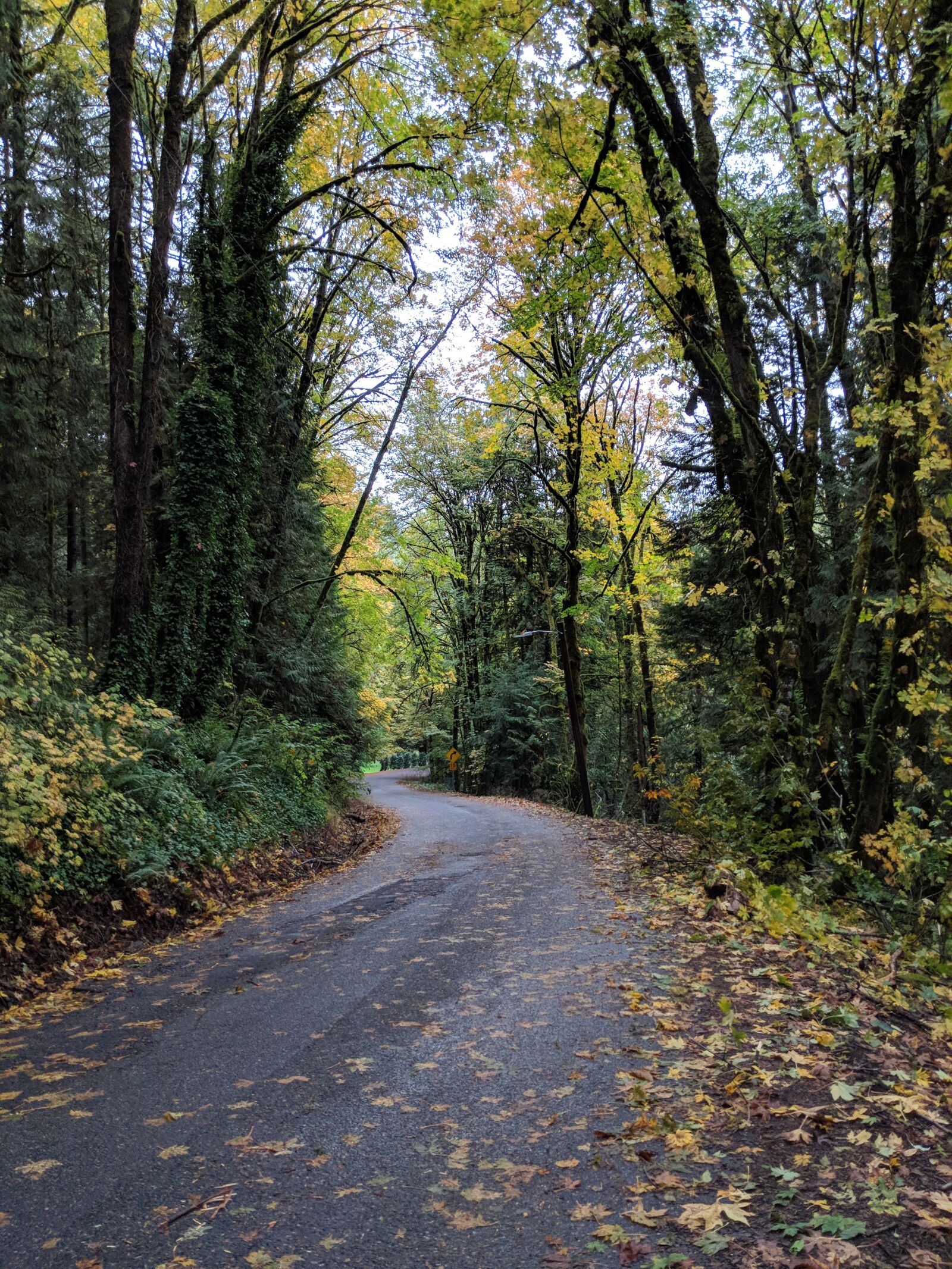 Google Pixel 2 XL sample photo. Forest, oregon, northwest coastal photography