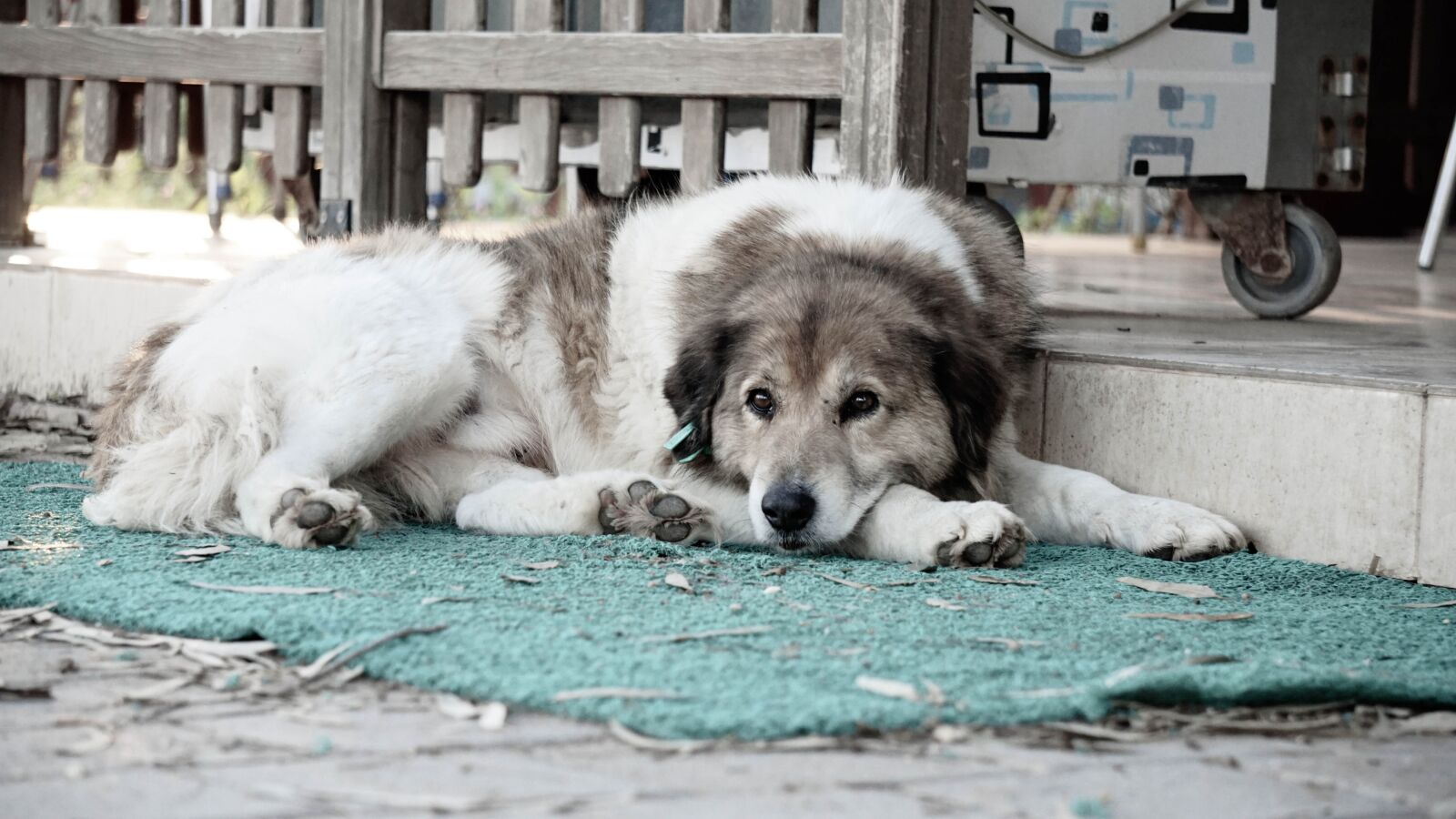 Sony a6000 sample photo. Dog, sad, animal photography